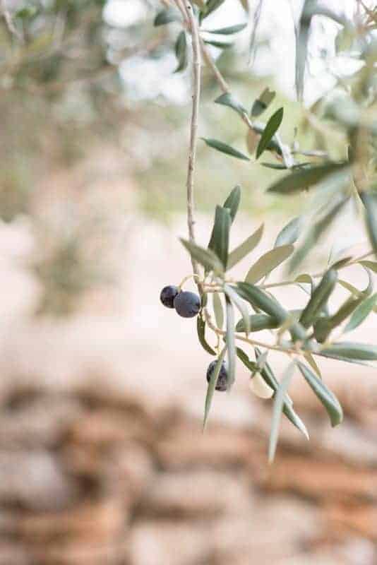 olive tree branch with olives
