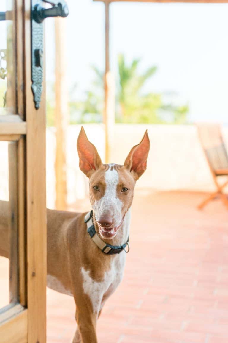 Podenco dog by an antique wooden door in Ibiza La Galeria Elefante Ibiza Boutique Hotel Can Talaias