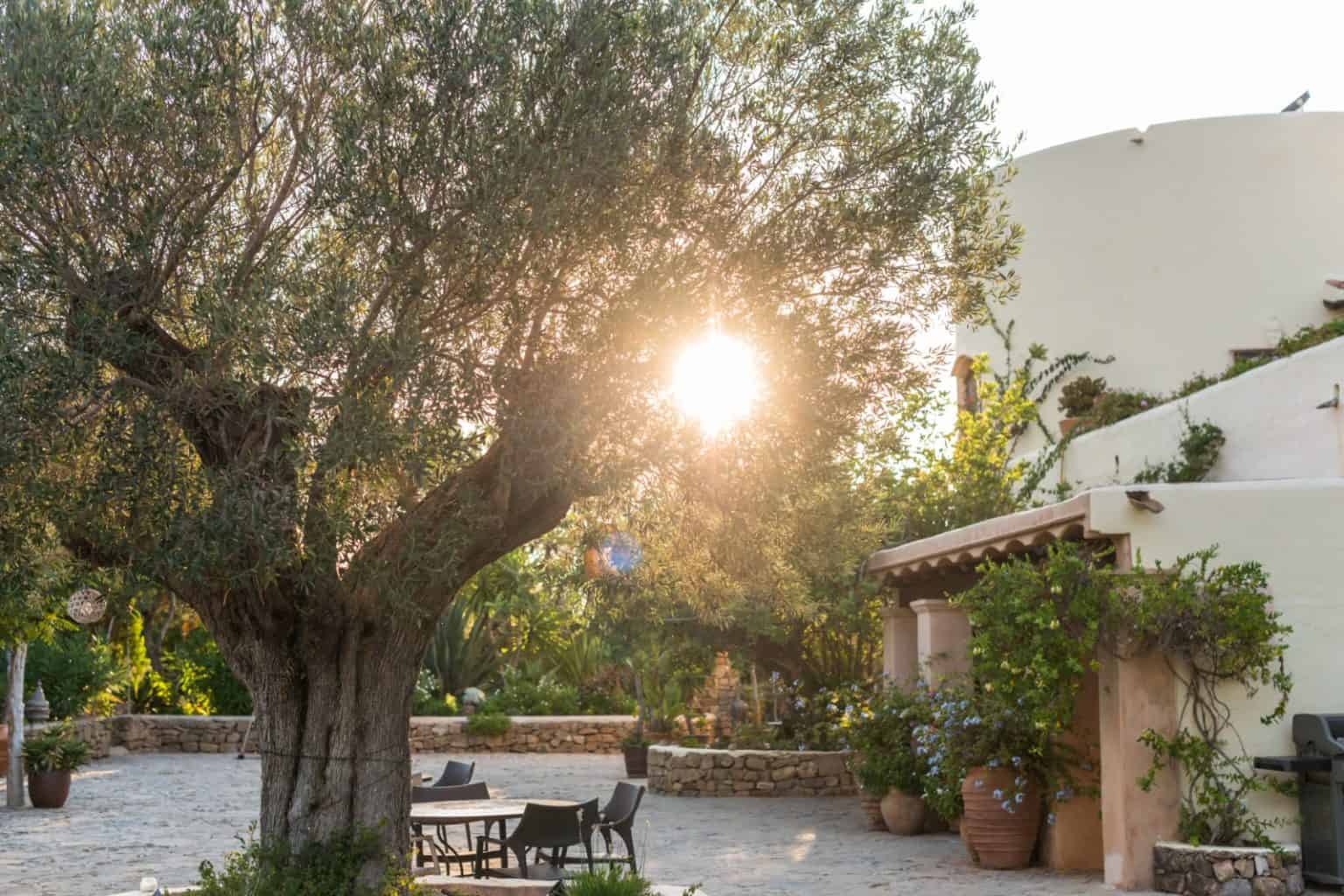 Ancient olive tree on a terrace atCan talaias in Spain, with sunlight shining through the leaves.