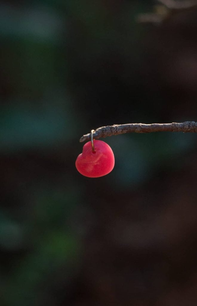 La Galeria Elefante Ibiza Close-up of a red berry hanging from a thin branch in natural setting.